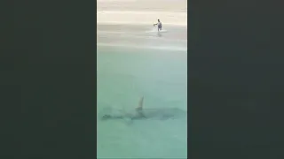 Hammerhead Shark close to the beach 🦈😱#sharks