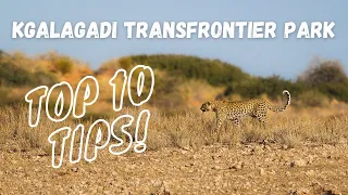 Plan the perfect trip to the Kgalagadi Transfrontier National Park | TOP 10 TIPS!