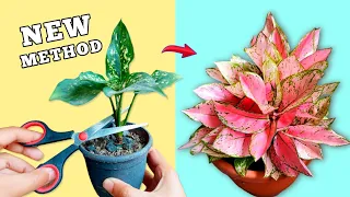 PROPAGATE Aglaonema Like A PRO☘️✂️