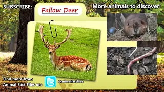 Fallow Deer facts  the Peter Pan of deer   Animal Files Full HD