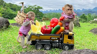 Smart Bim Bim harvests fruit for BBQ with baby monkey Obi