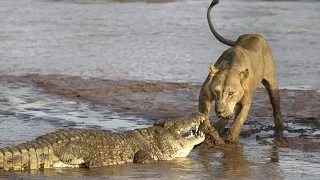 Lion vs Crocodile , Animal Attack Documentary 2015