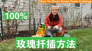 [ENG SUB] 玫瑰扦插方法100%存活率值得一试How To Grow Roses From Cuttings