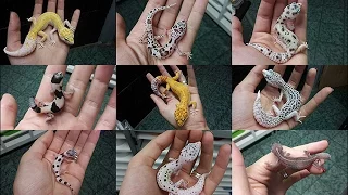 Морфы эублефаров (Leopard gecko morphs)