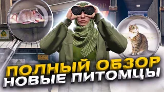 НОВЫЕ ПИТОМЦЫ — КОТЫ и КРЫСЫ на ARIZONA GTA 5 RP: ГДЕ ИСКАТЬ и КАК ПРИРУЧАТЬ на АРИЗОНА ГТА 5 РП