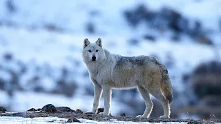 Арктический волк - интересные факты о волках