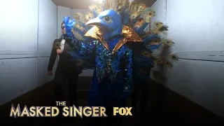 The Clues: Peacock | Season 1 Ep. 3 | THE MASKED SINGER