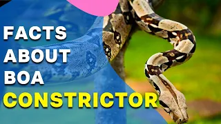 Interesting Boa constrictor Facts II Boa Constrictor Facts: the Red Tailed Boa facts
