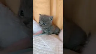 OMG So Cute Cats ♥ Best Funny Cat ❤️🐈Videos 2021 #  2252 378