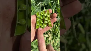 Pick Perfect Peas