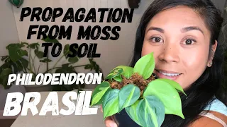 How To Move Cuttings From Moss To Soil |Potting Propagations |Philodendron Brasil |House Plant Care