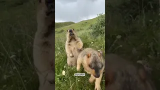 ESTO PIENSAN LOS ANIMALES 😮🤤