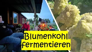 Blumenkohl fermentieren und tatkräftiger Besuch! In HD Qualität