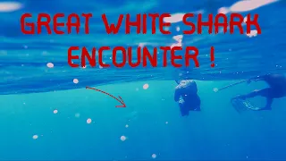 GREAT WHITE SHARK encounter plus seals, dolphins and abalone