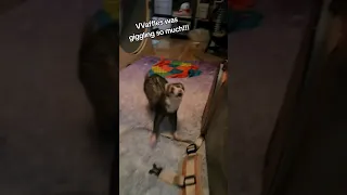 Ferret Giggles from VVaffles