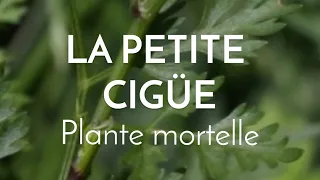 Attention à la petite ciguë, plante mortelle