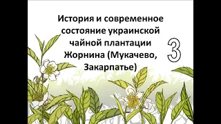 История и современное состояние украинской чайной плантации Жорнина. Декабрь 2021. Часть 3(4)