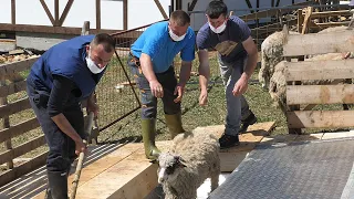 Proljetno kupanje ovaca kod Božijaka