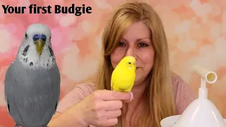 Advice on getting your first budgie