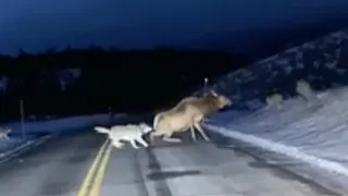 Yellowstone wolves chase elk across road in a shocking sight