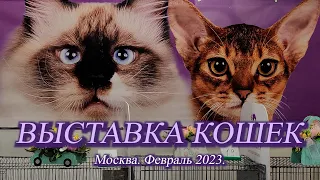 Москва. Февраль 2023. ВДНХ.  Выставка кошек.