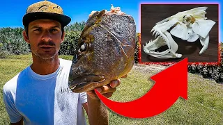 FISH HEAD transformed into TROPHY - GIVEAWAY TIME