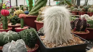 Amazing Nursery and Collection of Cactus in Thailand