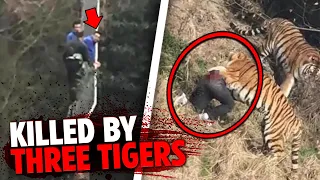 This Man SNEAKS Into Tiger's Den And Gets FATALLY Mauled By 3 Tigers!