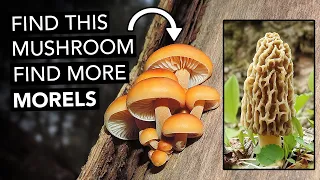 Find This Mushroom, Find More Morels