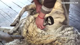 Esquilar una oveja (método tradicional). Trasquilar lana con tijera / Sheep  shearing / wool