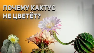 Почему кактус не цветет? Причины которые влияют на цветение кактусов.