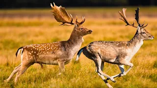 The Majestic World of Fallow Deer: Behavior, Habitat, and Fascinating Facts