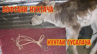 БОФТАНИ  НУХТА  ГУСАЛАЧАБА