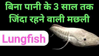 Lungfish के बारे में रोचक तथ्य | Interesting Facts about Lungfish in Hindi | Rare Facts
