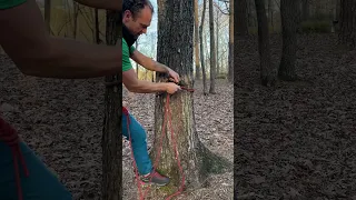 Tree anchors fast #climbing #rockclimbing #knots