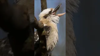 Laughing Kookaburra, The Laughing Jackass | Largest member of the kingfisher family #shorts