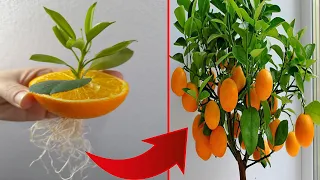 If you know this secret you can propagate any plant | Propagation of kumquats