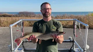 Fish Facts:  Northern Pike