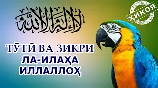 Тӯтӣ зикри мубораки ЛА-ИЛАҲА-ИЛЛАЛЛОҲ-ро ёд гирифт аммо туъмаи гурба шуд