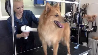 German Spitz Mix transformation full grooming session brush, cut bath & undercoat removal