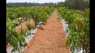 High Density Planting in Mango