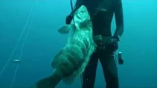 Spearfishing Documentary TA THIRAMATA & TA MISTIKA TOYS - THE WHITE GROUPER (Η ΣΦΥΡΙΔΑ) THE PART 2