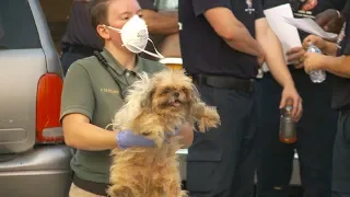 Massive Hoarding Case in Utah; Over 100 Dogs Rescued