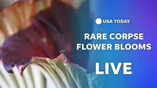 Watch live: Rare Corpse Flower blooms in California
