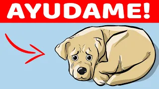 15 Señales De Que Tu Perro Está Pidiendo Ayuda