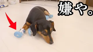 絶対に歩きたくない犬vs絶対に歩く姿が見たい飼い主