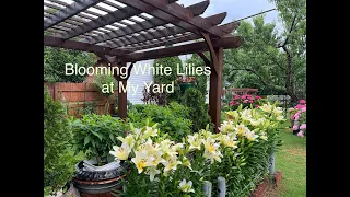 Blooming White Lilies at My Yard