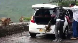 Viral video:  A monkey kidnapped  by two people