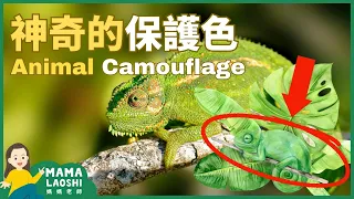 All about Animal Camouflage 保護色大集合 【动物】 | Animal Science for Kids in Chinese 動物科普短片
