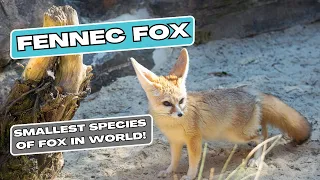 Fascinating Facts About Fennec Foxes: The Desert's Adorable Creatures